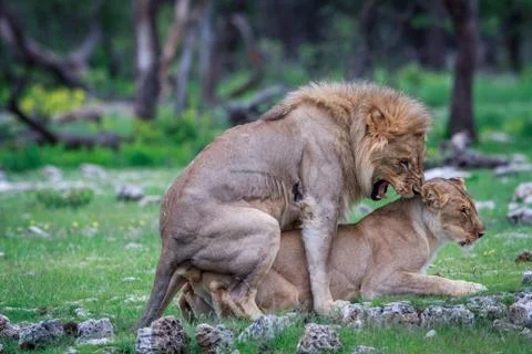 Mating pair of Lions. Stock Photos