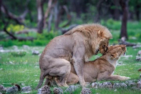Mating pair of Lions. Stock Photos