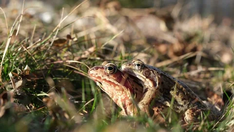 Mating pair of Rana temporaria in amplexus. Stock Footage 330954804