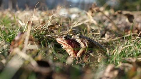 Mating pair of Rana temporaria in amplexus. Stock Footage 331065604