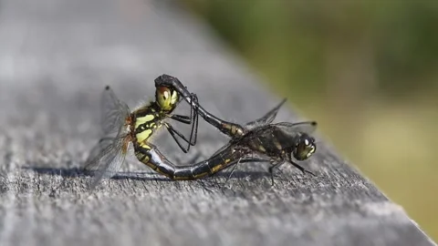 A mating pair of stunning Black Darter Dragonfly (Sympetrum danae). Stock Footage 144972499