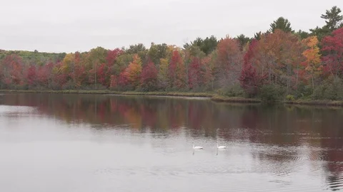 Mating pair of swans wide shot Stock Footage 100137382