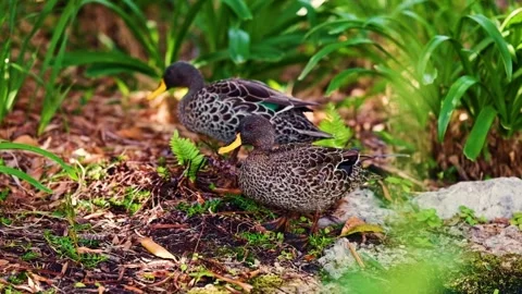 Mating pair of yellow bill ducks Stock Footage 345364527