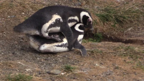 Mating penguins. Stock Footage 103370145