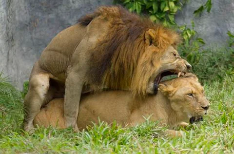 The Mating Foto stock