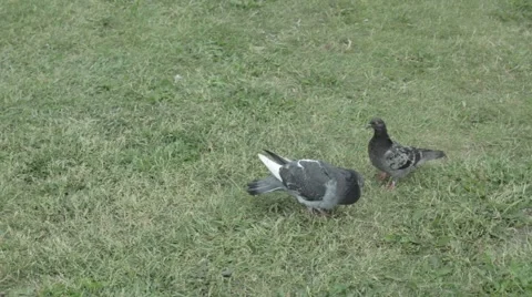 Mating pigeons. Stock Footage 52068682