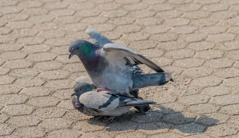 Mating pigeons in park Stock Photos