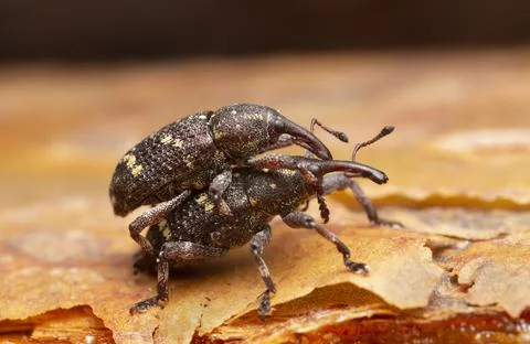 Mating pine weevils, pinodes pini on bark Stock Photos