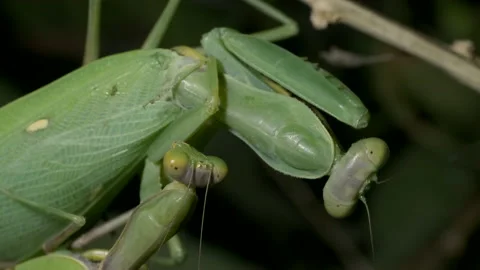 Mating of Praying mantis. Extreme close up portrait of mantis insect Stock Footage 163568014