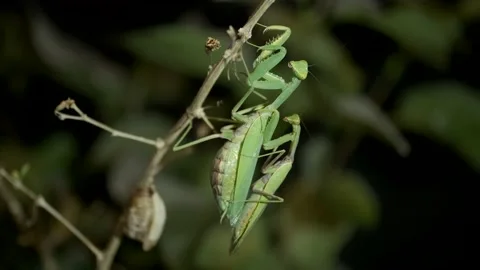 Mating Praying mantises. Paring mantises on a branch next to a clutch of Ootheca Stock Footage 162543394