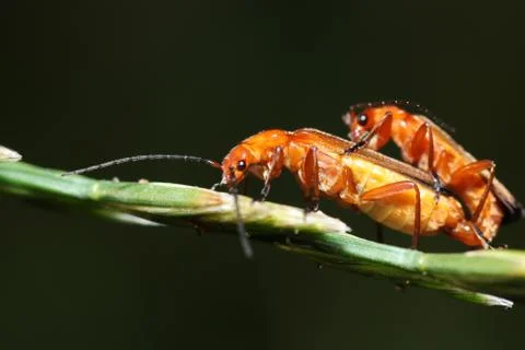 Mating process of common red soldier beetles on a stem of a plant Stock Photos