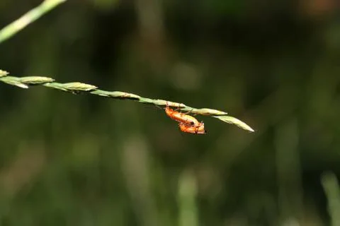 Mating process of common red soldier beetles on a stem of a plant Stock Photos