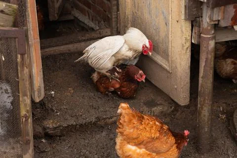 Mating process of hens or chicken on organic farm. sex between white rooster 스톡 사진