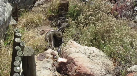 Mating Pythons in a cluster in the grass Stock Footage 53305565
