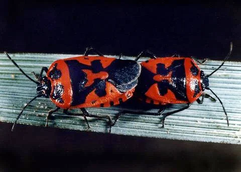 Mating rape bugs on a green leaf Stock Photos