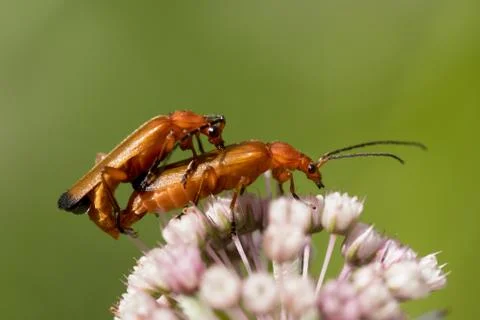 Mating red soldier beetles Stock Photos