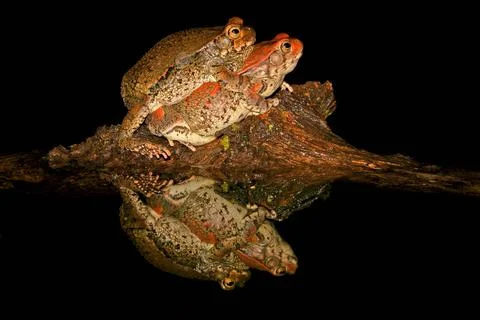 Mating red toads Mating red toads (Schismaderma carens), South Africa Copy... Stock Photos