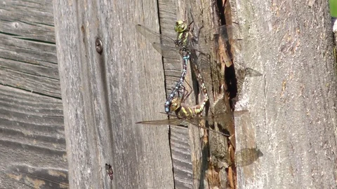 Mating rituals of the dragonfly Stock Footage 95275145