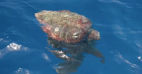 Mating sea turtles Stock Footage 275594295