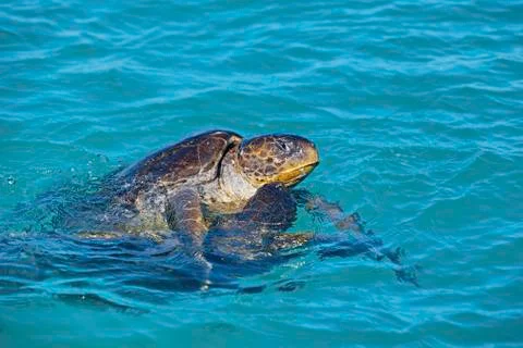 Mating sea turtles Stock Photos