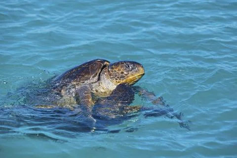 Mating sea turtles Stock Photos