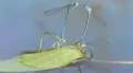 Mating season of dragonflies HD Footage