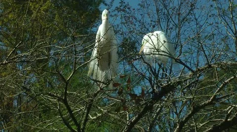 Mating season for egrets Stock Footage 11092747