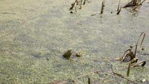 Mating season at green frogs in a pond Stock Footage 125031753