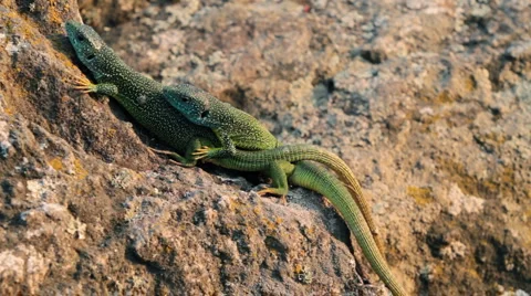 Mating season in lizards. Vídeo Stock 5198013