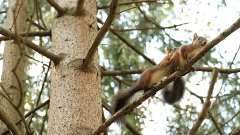 Mating season in squirrels. Two red rodents jump on the branches of a fir tree. Stock Footage 147399296