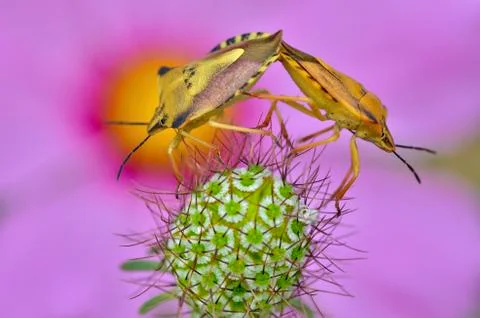 Mating of shield bugs Stock Photos
