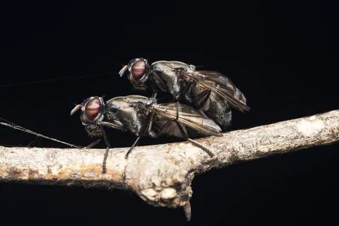 Mating of Signal fly, Elassogaster pulla, Satara, Maharashtra, India Stock Photos