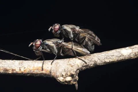 Mating of Signal fly, Elassogaster pulla, Satara, Maharashtra, India Matin... Stock Photos