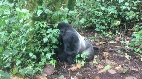 Mating Silverback Gorilla Stock Footage 256738895