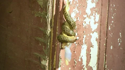 Mating slugs. Limax maximus, leopard slug, great grey slug Stock Footage 166804772