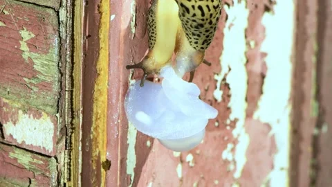 Mating slugs. Limax maximus, leopard slug, great grey slug, keeled slug. Stock Footage 166805101