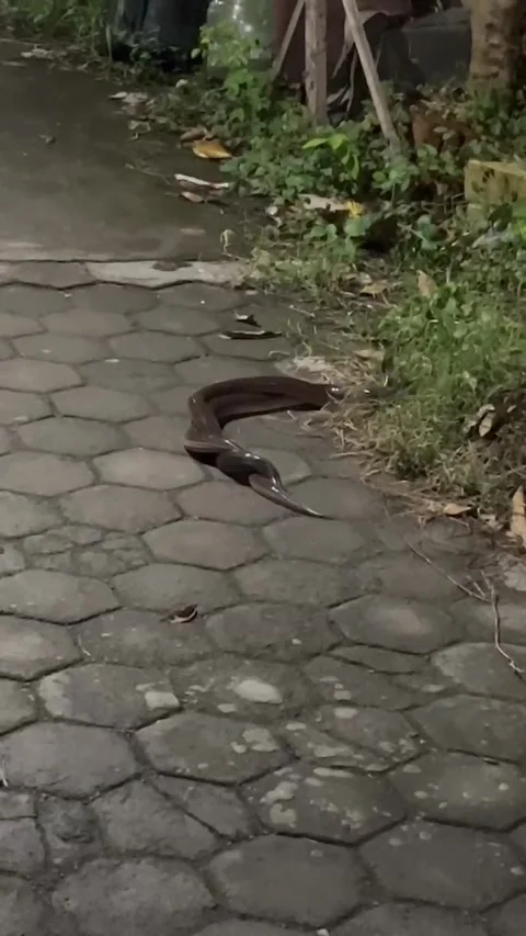 Mating Snakes in Indonesia, Central java, kendal, indonesia - 21 Jan 2025 Stock Footage 314021339