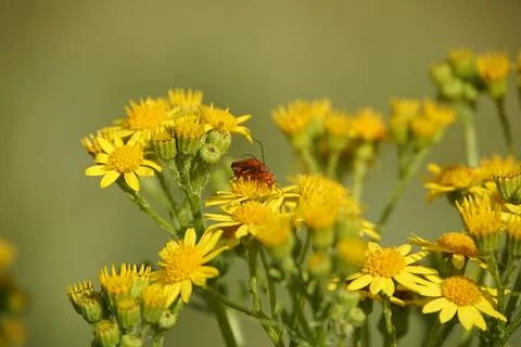 Mating Soldier Beetles Stock Photos
