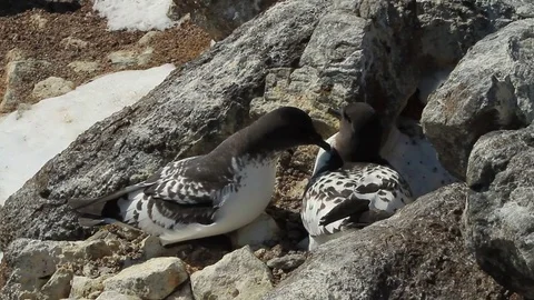 Mating songs of the Pintado Petrel-Daption capense,Davis sea,Antarctica Stock Footage 73705571