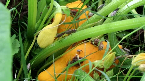 Mating squash bugs in the garden, 4K Stock Footage 276391497
