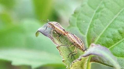 Mating Stink Bugs on Green Leaf Close Up Macro Nature Wildlife FHD Footage Vidéo 321067496