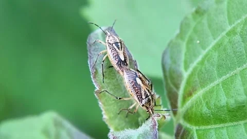 Mating Stink Bugs on Green Leaf Wide Macro View Nature Wildlife FHD Footage Video stock 321067516