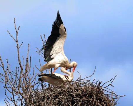 Mating stork couple Stock Photos