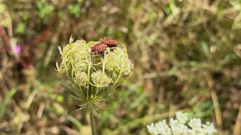 Mating Striped Shieldbugs (Graphosoma italicum) on a Wildflower in Saint-Ba.. Stock Footage 335212971