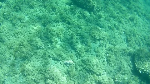 Mating of the three water snails Stock Footage 98836265