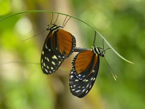 Mating  Tiger Longwing butterfly Stock Photos
