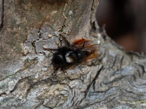 Mating time of the mason bee in spring Stock Photos