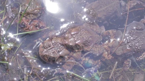 Mating toads in lake, overhead view, 1080p tripod shot Video stock 98917676