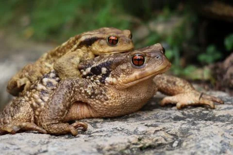 Mating Toads Resting on a Rock in the Wild Foto stock