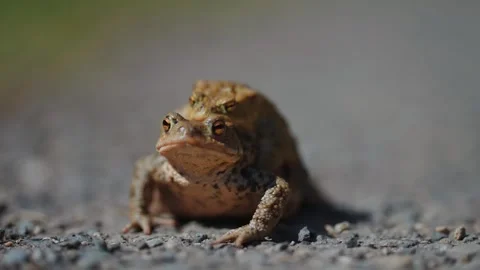 Mating toads on the rocky ground in spring. A close-up parallax shot, Stock Footage 250517453